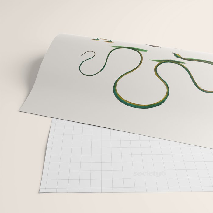Albertus Seba Three Snakes Illustration Locupletissimi rerum naturalium thesauri accurata descriptio Wrapping Paper Gallery Image 2