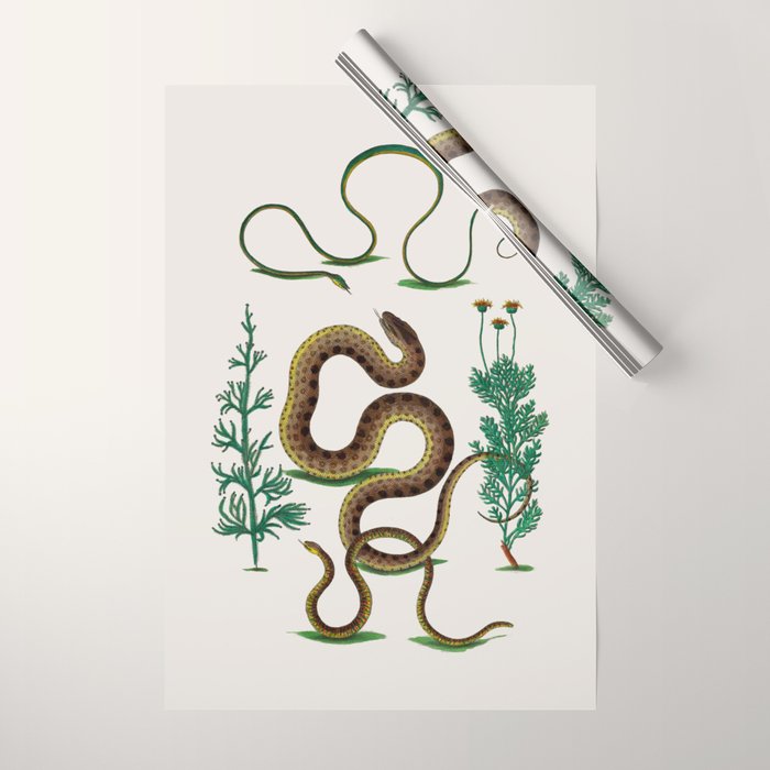 Albertus Seba Three Snakes Illustration Locupletissimi rerum naturalium thesauri accurata descriptio Wrapping Paper Gallery Image 1