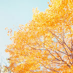 Autumn Glory - Nature, Fall Forest Landscape Photography Coffee Mug Gallery Image 2