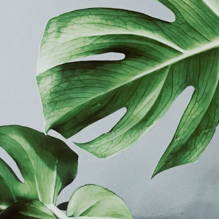 Monstera Leaves Coffee Mug Gallery Image 2