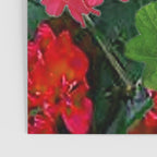 RED GERANIUMS GREEN GARDEN ART Poster Gallery Image 3