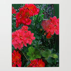 RED GERANIUMS GREEN GARDEN ART Poster Gallery Image 4