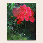 RED GERANIUMS GREEN GARDEN ART Notebook Gallery Image 4