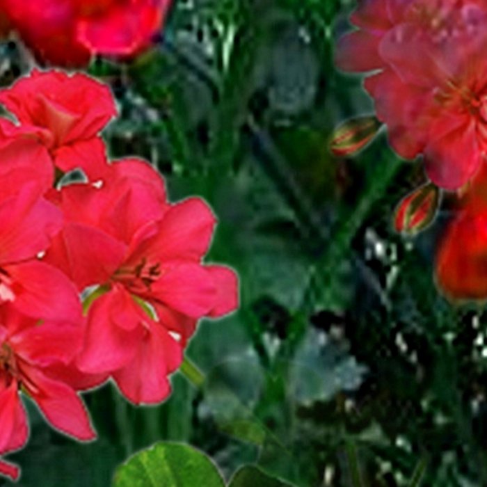 RED GERANIUMS GREEN GARDEN ART Coffee Mug Gallery Image 2