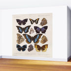 Vintage Scientific Insect Butterfly Moth Biological Hand Drawn Species Art Illustration Wall Mural Gallery Image 2