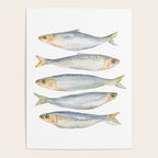Sardine Fish Watercolor  Poster Gallery Image 4