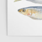 Sardine Fish Watercolor  Poster Gallery Image 3