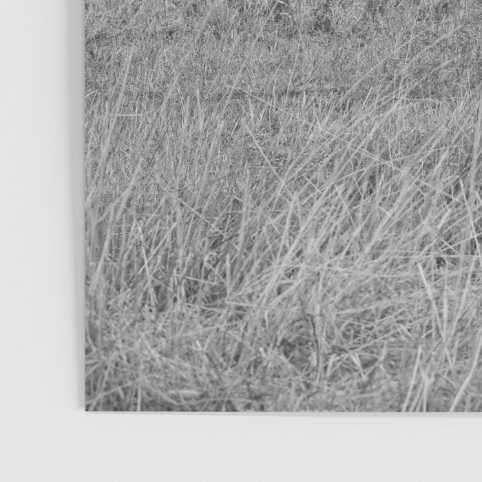 Montana Buffalo Bison | Black and White Montana Photography Poster Gallery Image 3