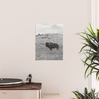 Montana Buffalo Bison | Black and White Montana Photography Poster Gallery Image 2