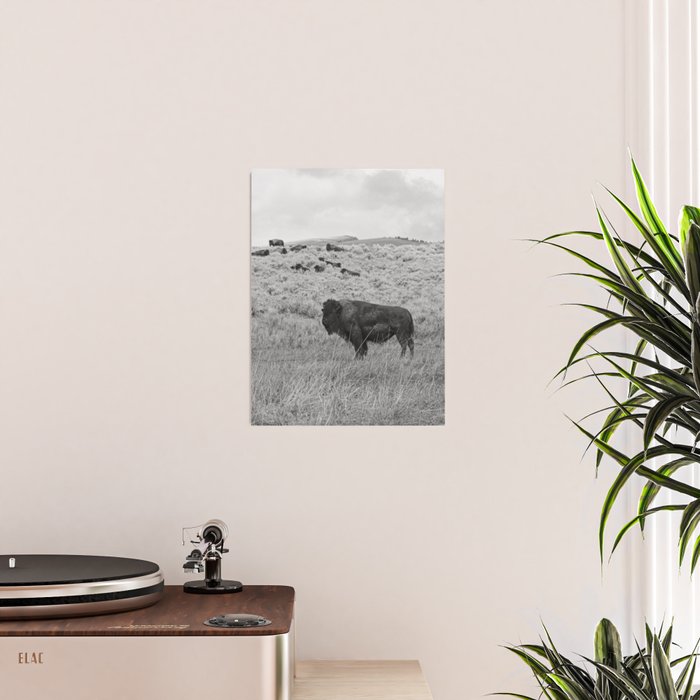Montana Buffalo Bison | Black and White Montana Photography Poster Gallery Image 2