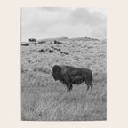 Montana Buffalo Bison | Black and White Montana Photography Poster Gallery Image 4