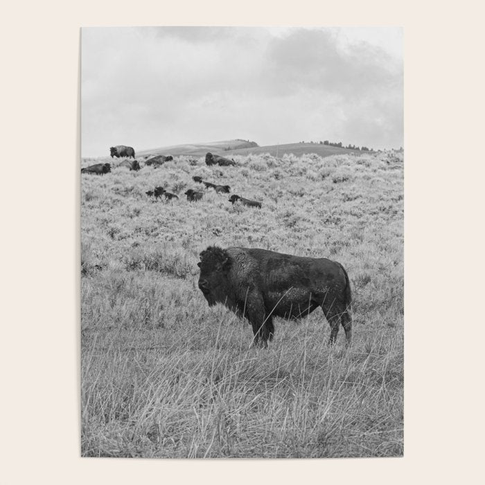 Montana Buffalo Bison | Black and White Montana Photography Poster Gallery Image 4
