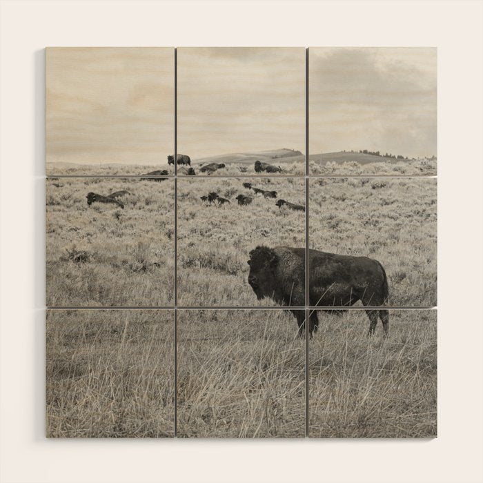 Montana Buffalo Bison | Black and White Montana Photography Wood Wall Art Gallery Image 1