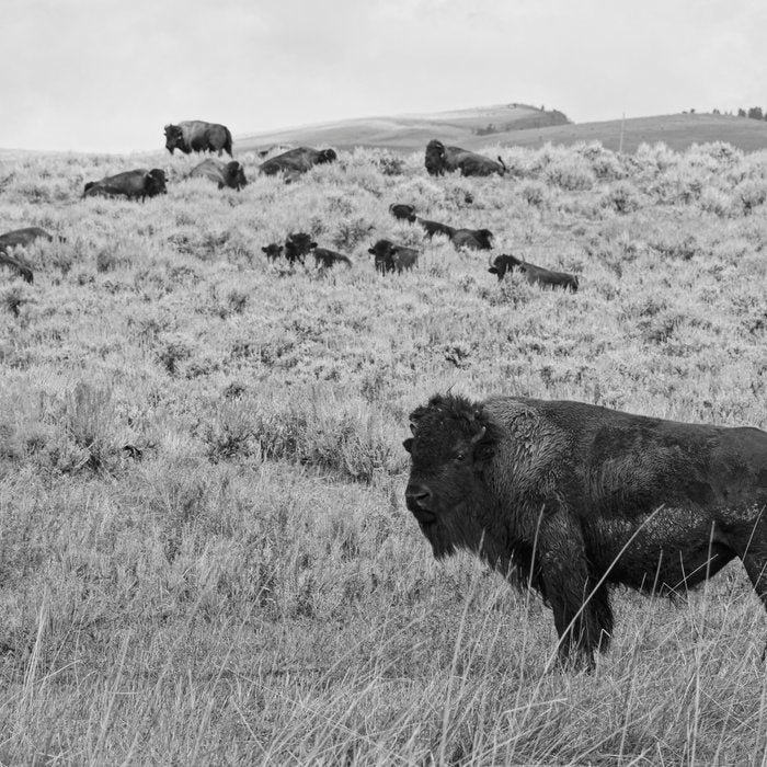 Montana Buffalo Bison | Black and White Montana Photography Coffee Mug Gallery Image 2