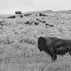 Montana Buffalo Bison | Black and White Montana Photography Coffee Mug Gallery Image 2