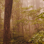 Smoky Mountain Forest Adventure II - National Park Nature Photography Coffee Mug Gallery Image 2