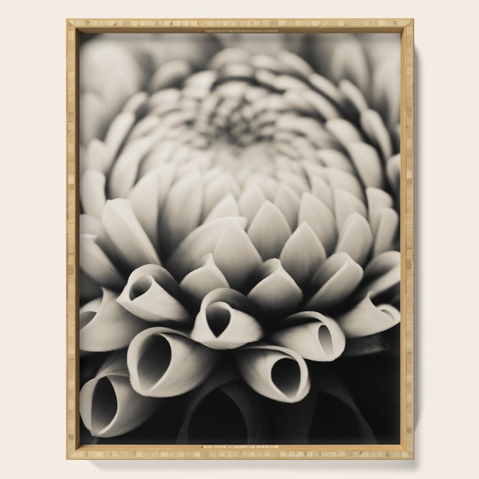 Moody Dahlia - Modern Dahlia Botanical Photo - flower print Serving Tray Gallery Image 1