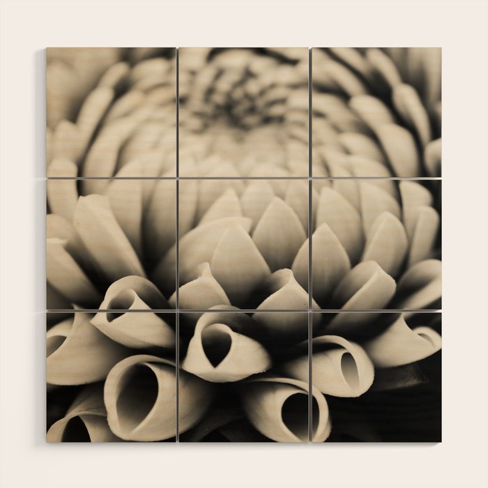 Moody Dahlia - Modern Dahlia Botanical Photo - flower print Wood Wall Art Gallery Image 1