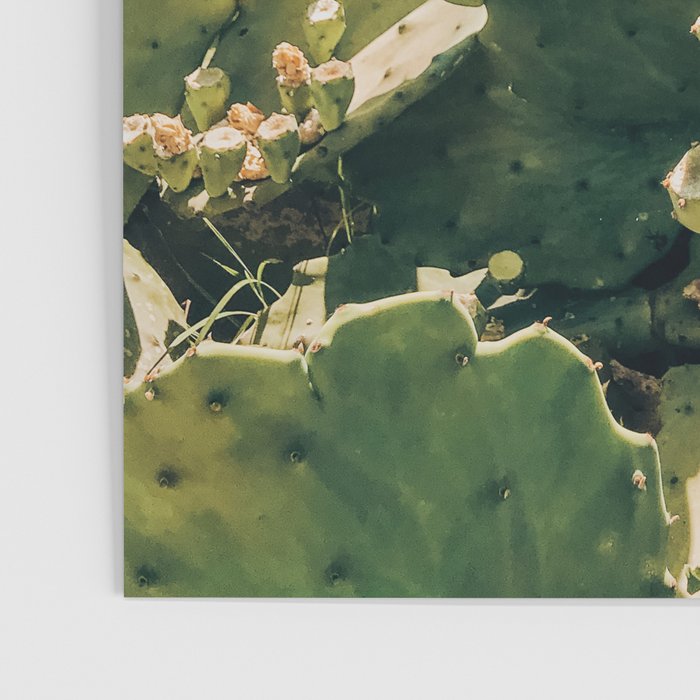 A Field of Prickly Pear Cactus Poster Gallery Image 3