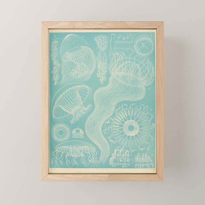 Jellyfish by Ernst Haeckel from his monograph of deep-sea medusae (1879) Mini Art Print Gallery Image 1