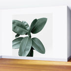Rubber fig Plant Wall Mural Gallery Image 2