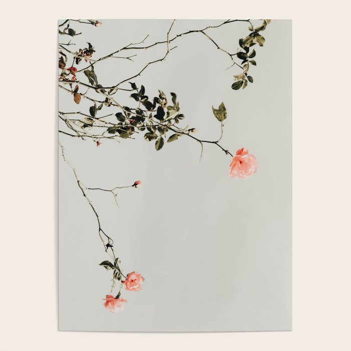 Pink Wild Roses - Minimal Flower Photography by Ingrid Beddoes Poster Gallery Image 4