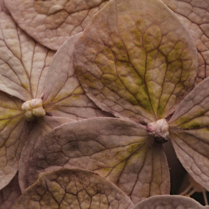 Hydrangea - botanical flower photograph pastel purple Coffee Mug Gallery Image 2