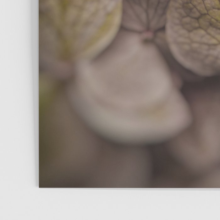 Hydrangea - botanical flower photograph pastel purple Poster Gallery Image 3