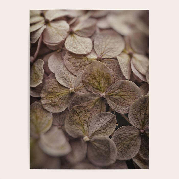 Hydrangea - botanical flower photograph pastel purple Poster Gallery Image 4