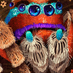 Jumping Spider Coffee Mug Gallery Image 2