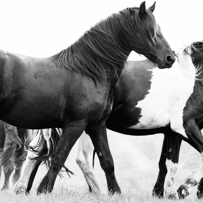 Free Rein - Black and White Photography Coffee Mug Gallery Image 2