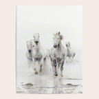 Camargue White Horses Running in Water - Nature Photography Poster Gallery Image 4