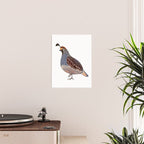 Quail Poster Gallery Image 2