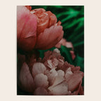 Pink Peony Flower Photographic Study 1 Poster Gallery Image 4