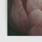 Pink Peony Flower Photographic Study 1 Poster Gallery Image 3
