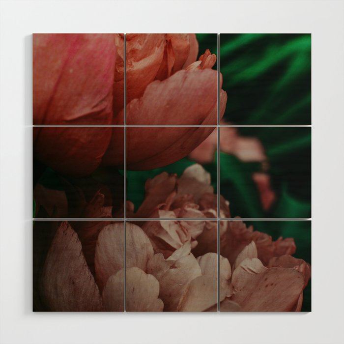 Pink Peony Flower Photographic Study 1 Wood Wall Art Gallery Image 1
