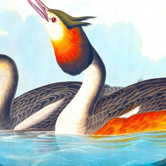 Great Crested Grebe Bird Coffee Mug Gallery Image 2