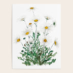 white Margaret daisy watercolor Poster Gallery Image 4