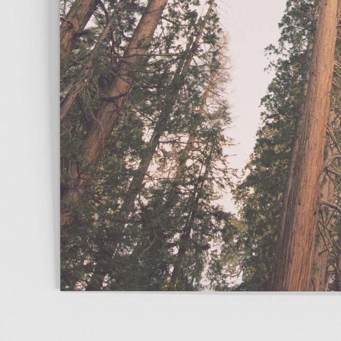 Sequoia Sunset Poster Gallery Image 3