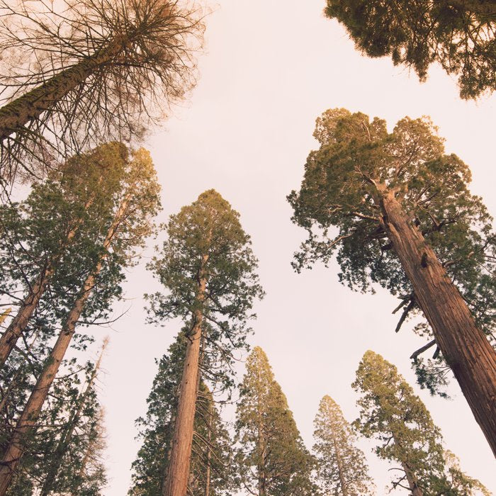 Sequoia Sunset Coffee Mug Gallery Image 2