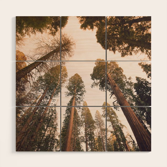 Sequoia Sunset Wood Wall Art Gallery Image 1