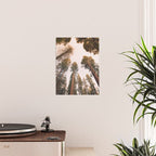 Sequoia Sunset Poster Gallery Image 2