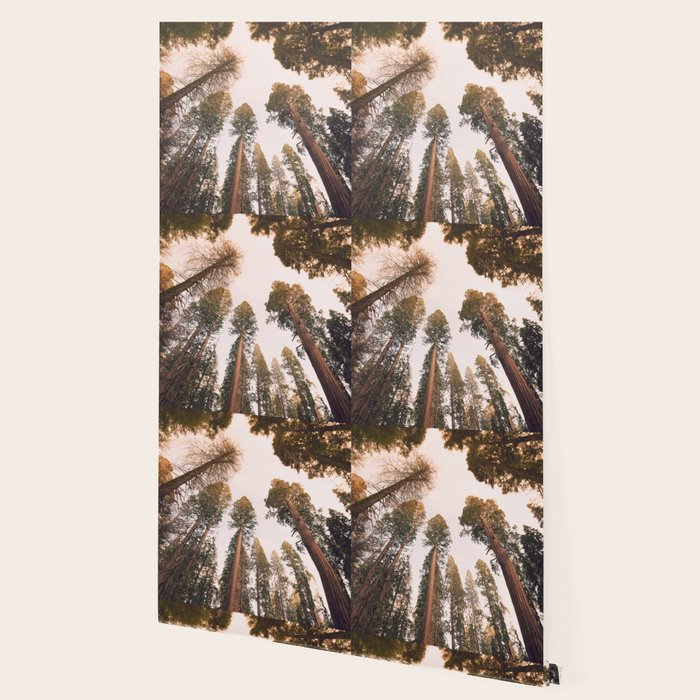 Sequoia Sunset Wallpaper Gallery Image 2