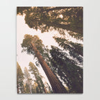 Sequoia Sunset Notebook Gallery Image 4