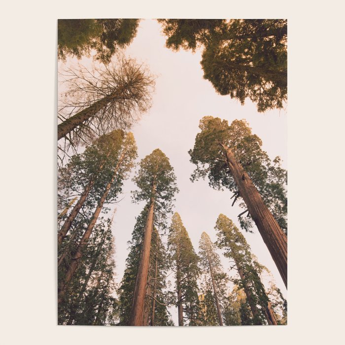 Sequoia Sunset Poster Gallery Image 1