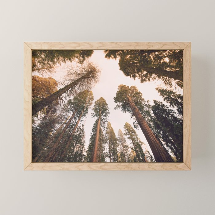 Sequoia Sunset Mini Art Print Gallery Image 1