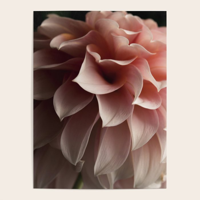 Unfolding - rose pink flower photograph dahlia botanical art print floral Poster Gallery Image 1