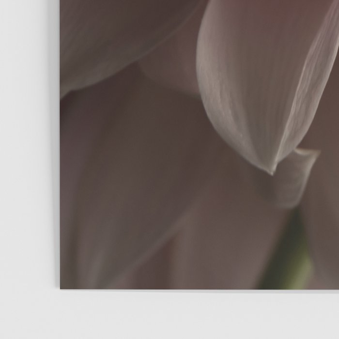 Unfolding - rose pink flower photograph dahlia botanical art print floral Poster Gallery Image 3