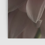 Unfolding - rose pink flower photograph dahlia botanical art print floral Poster Gallery Image 3