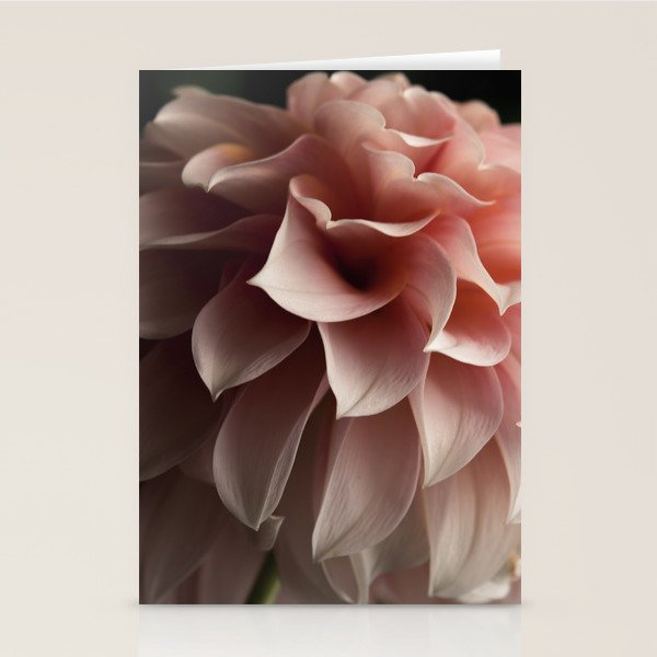 Unfolding - rose pink flower photograph dahlia botanical art print floral Stationery Card Gallery Image 2